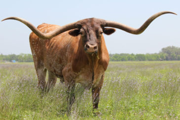 Longhorn Steer