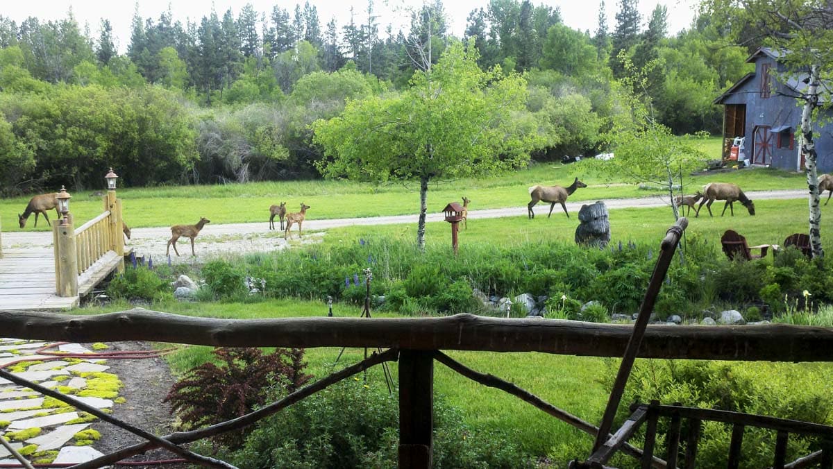 elk in yard wapiti ranch montana