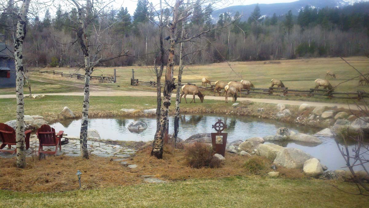 elk pond wapiti ranch montana