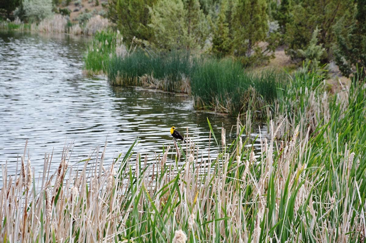 barnes butte lake oregon yellow black bird