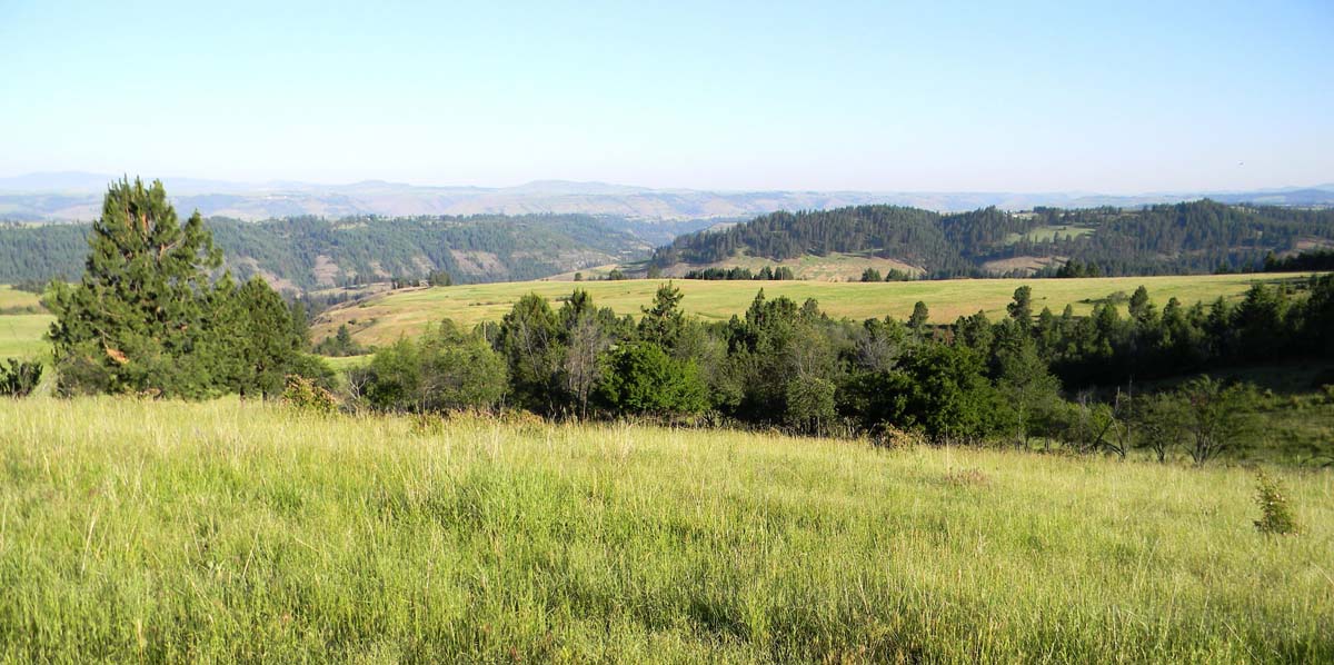 Big Cedar Ranch hillside fields