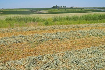 swathed field