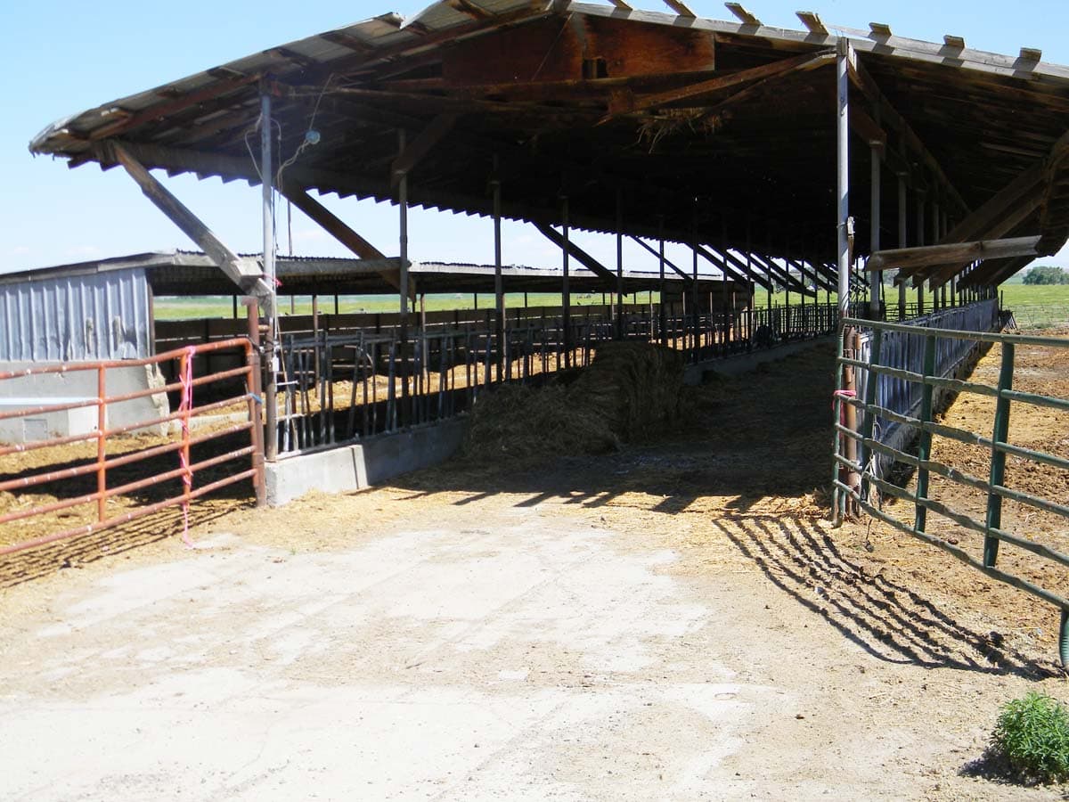 cattle shelter