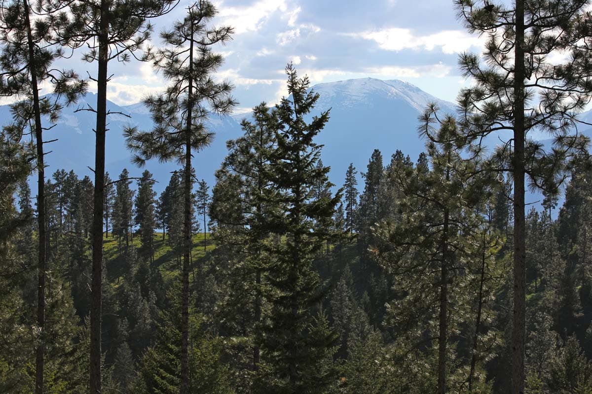 eightmile overlook montana trees mountains