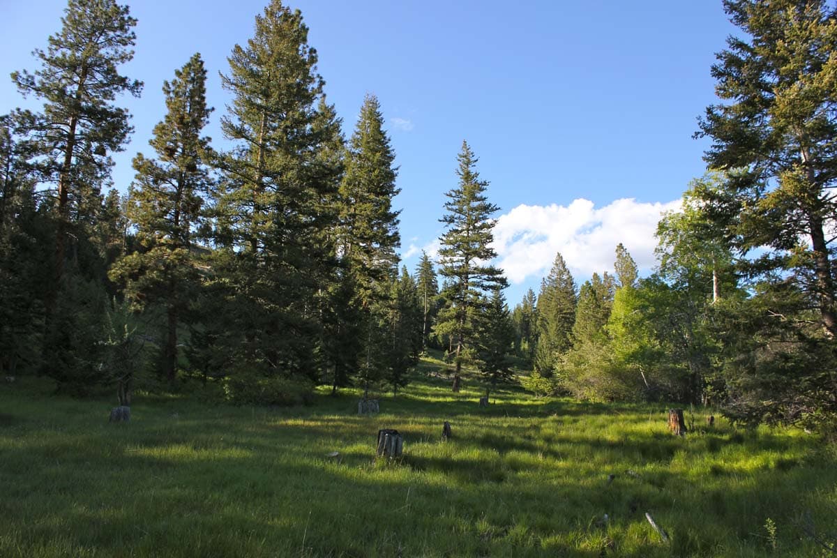 eightmile overlook montana trees