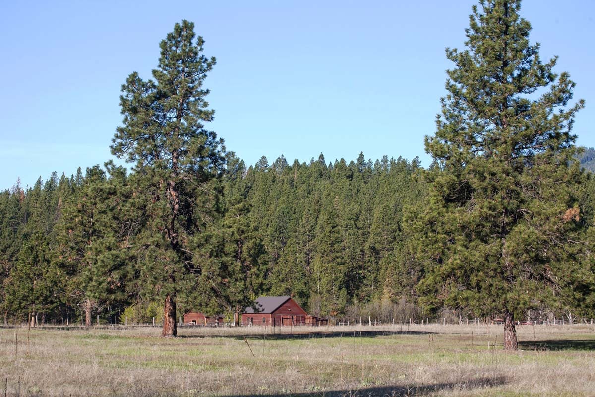 camas creek ranch forest