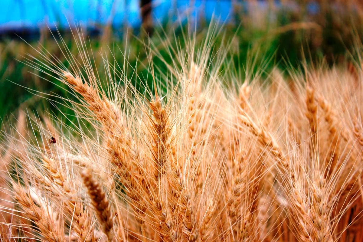 brown valley ranch wheat