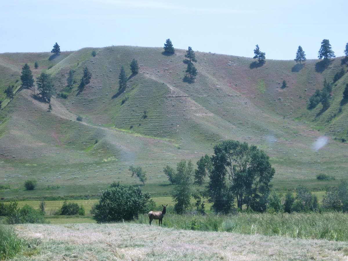 brown valley ranch hills