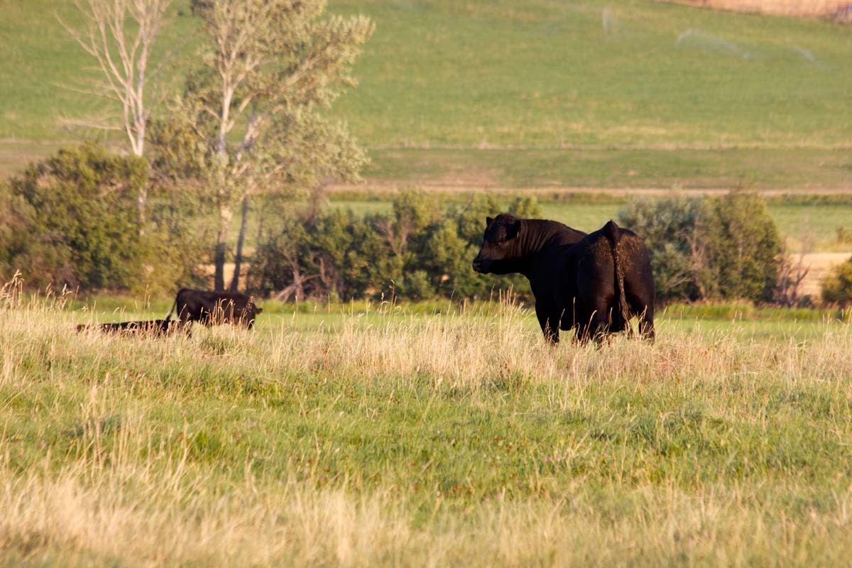 brown valley ranch cows