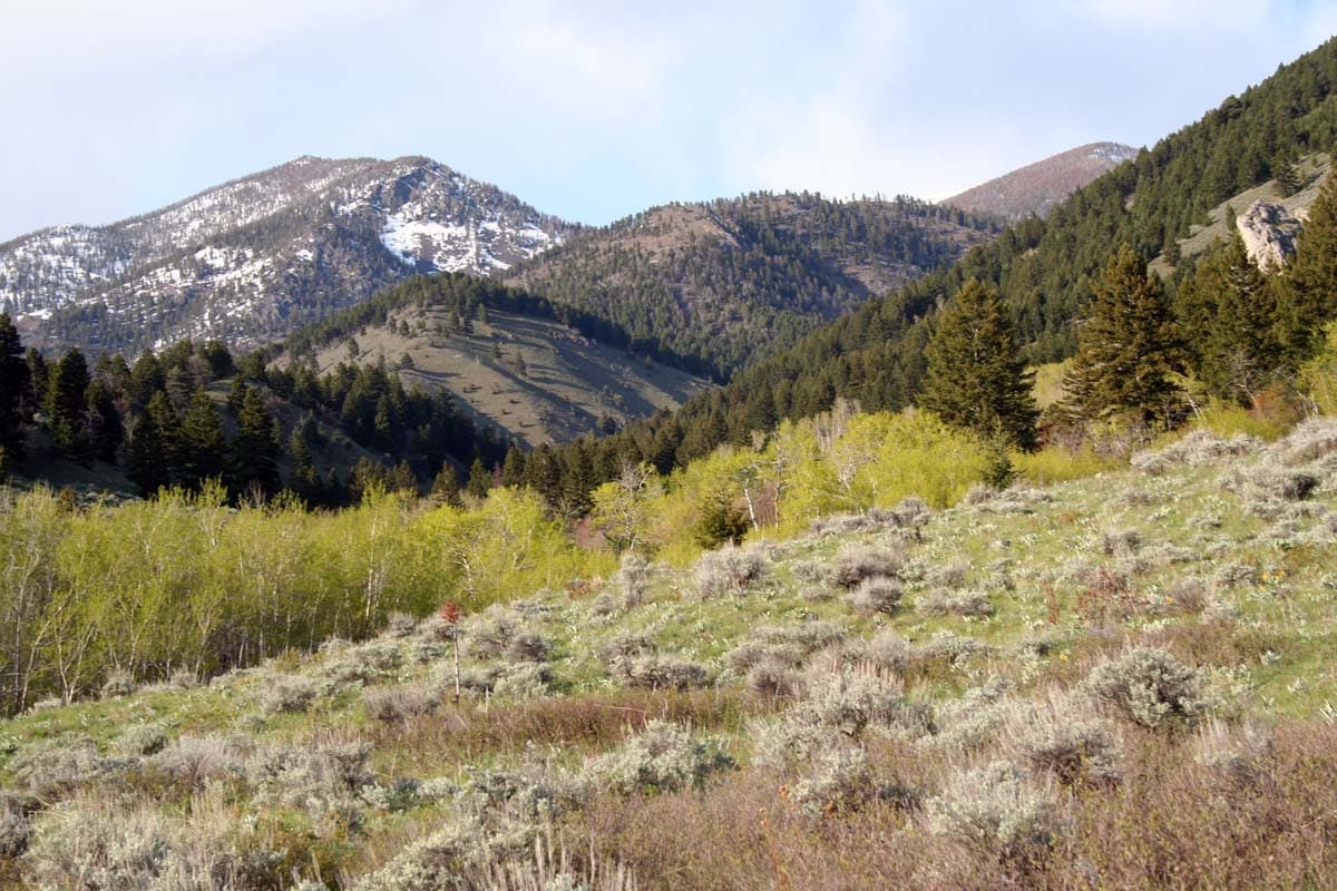 fall and winter elk ridge montana