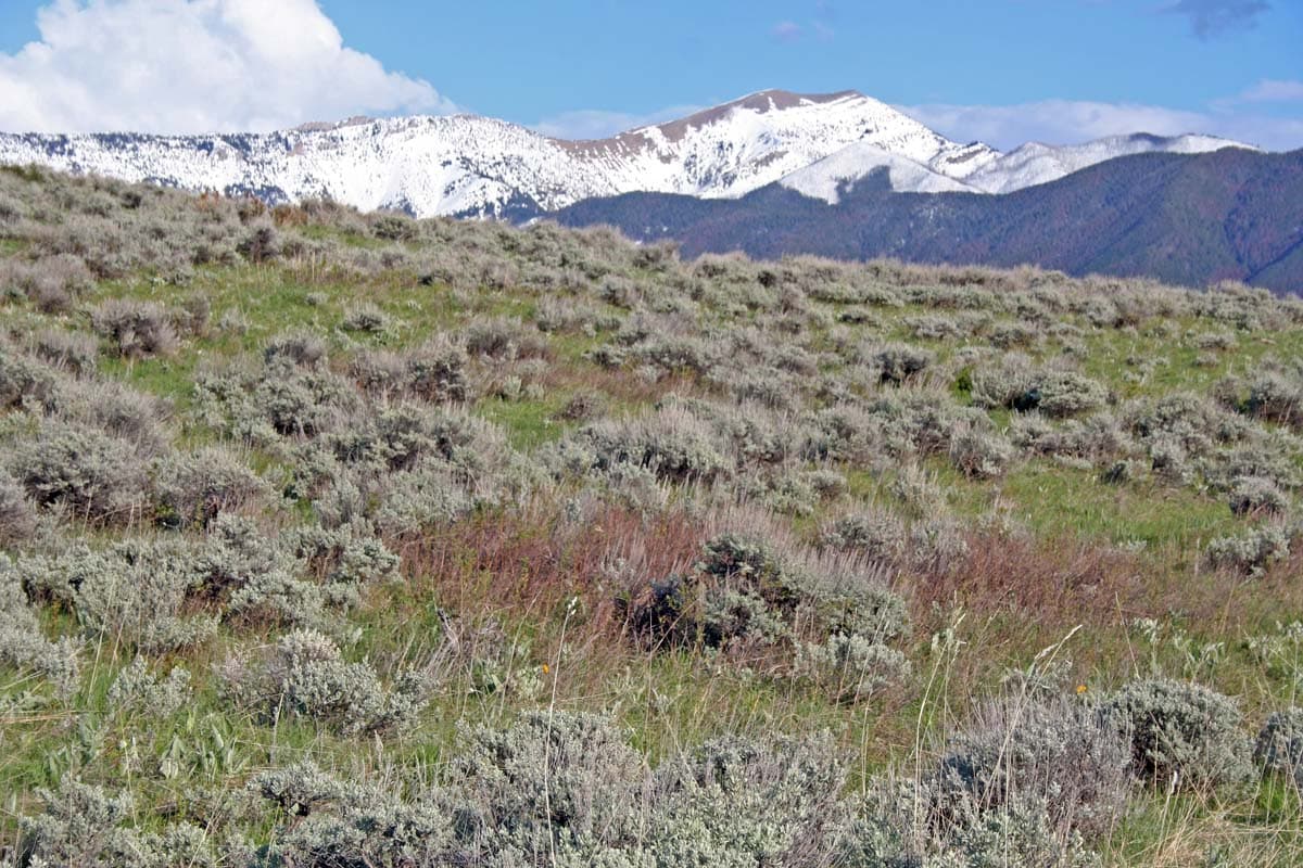 sagebrush elk ridge montana
