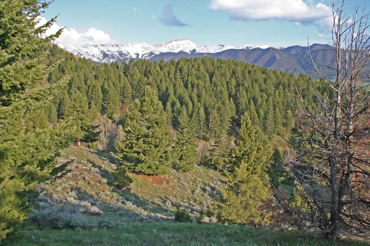 Tree elevation elk ridge montana