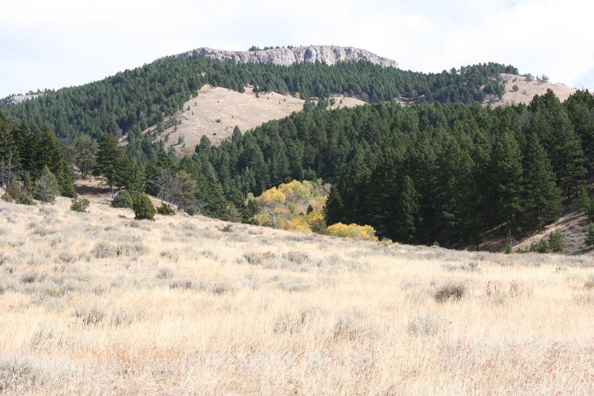 elk ridge montana trees brush