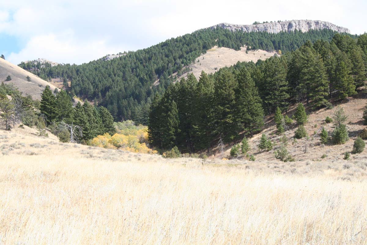 elk ridge montana trees and hills