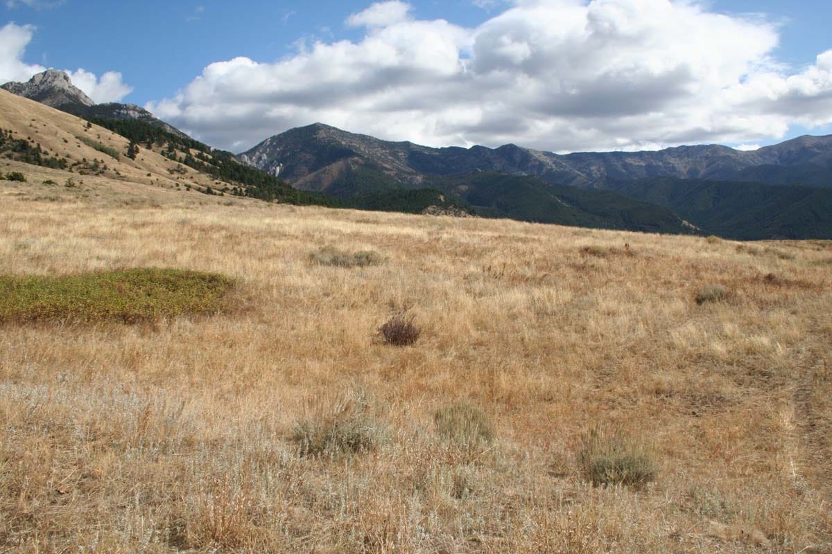 elk ridge montana field