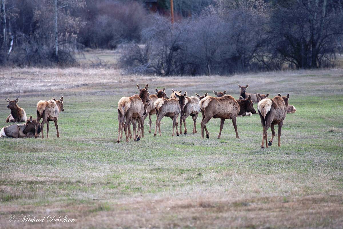 elk in yard field wapiti ranch montana