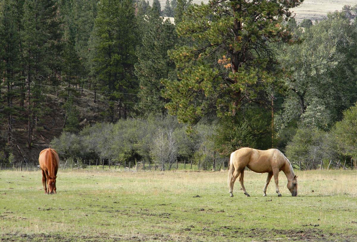 horses lower middle fork ranch oregon Fay Ranches