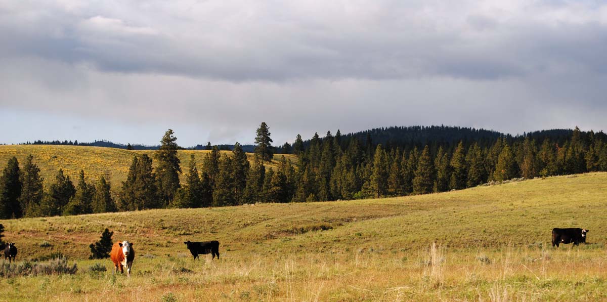 brown valley cows