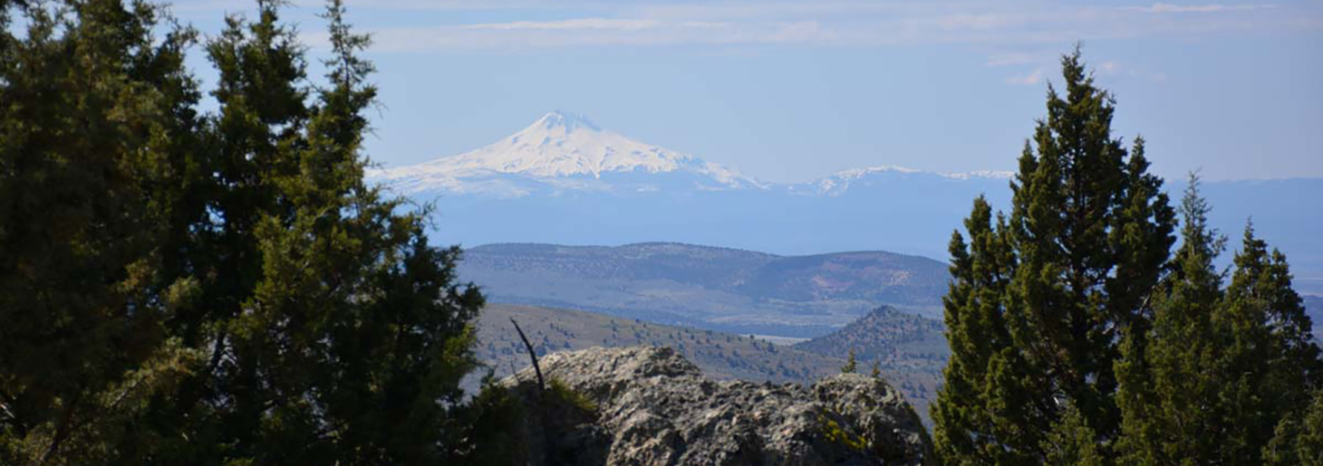 Wilson Timber Tract - Oregon | Fay Ranches