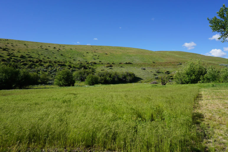 Twin Sisters Ranch 