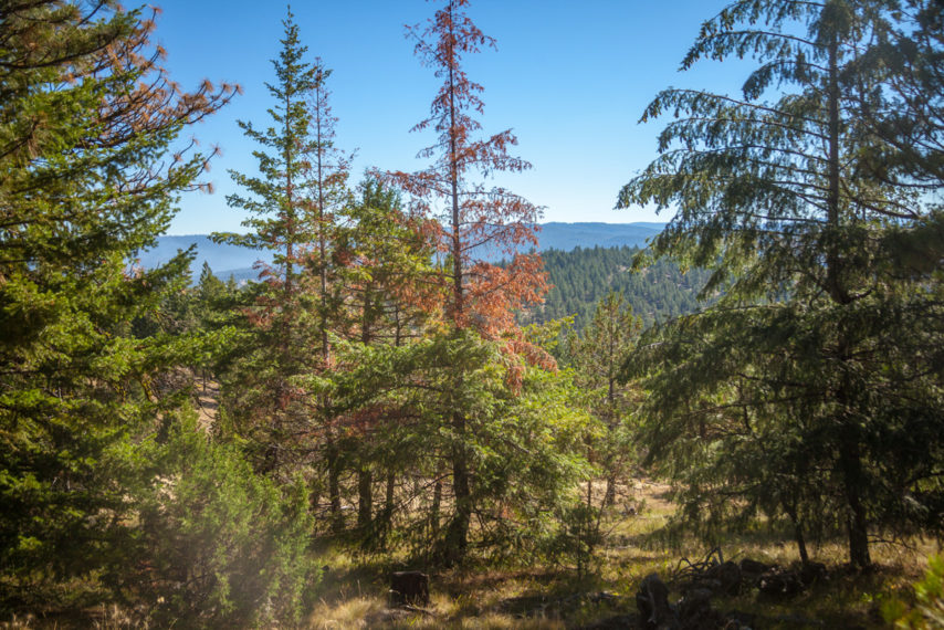 Grizzly Mountain Timberland - Oregon | Fay Ranches