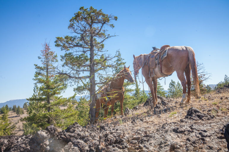 Grizzly Mountain Timberland Oregon Fay Ranches