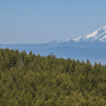 oregon land for sale grizzly mountain timberland
