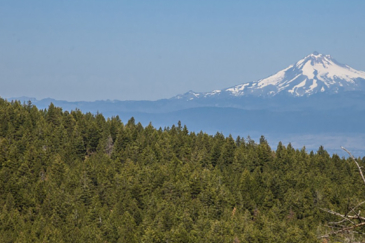 oregon land for sale grizzly mountain timberland