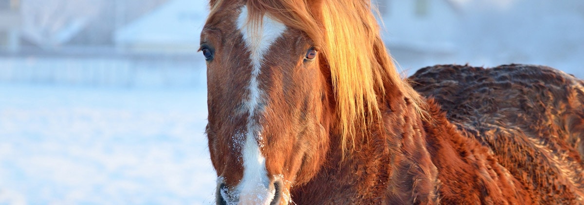 investing-in-equine-properties-winter-horse