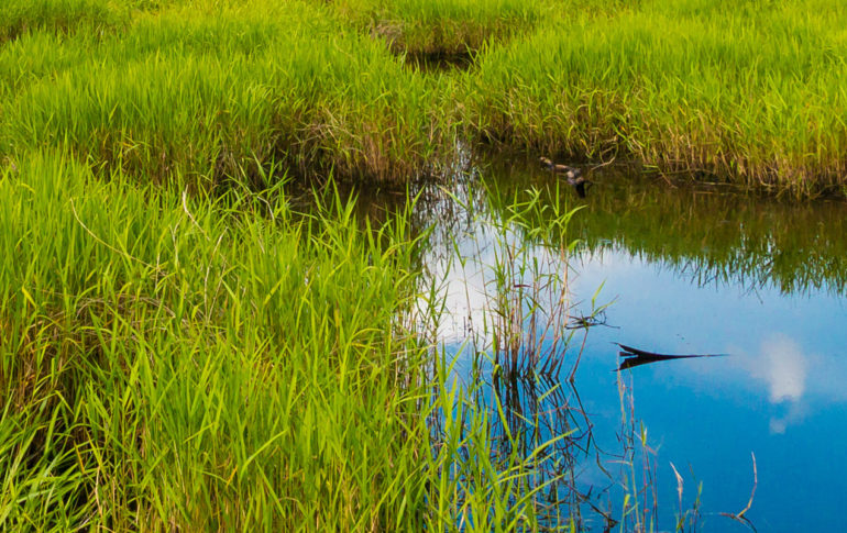 Private Acreage wetlands