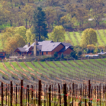 oregon vineyards for sale bellinger lane vineyard estate