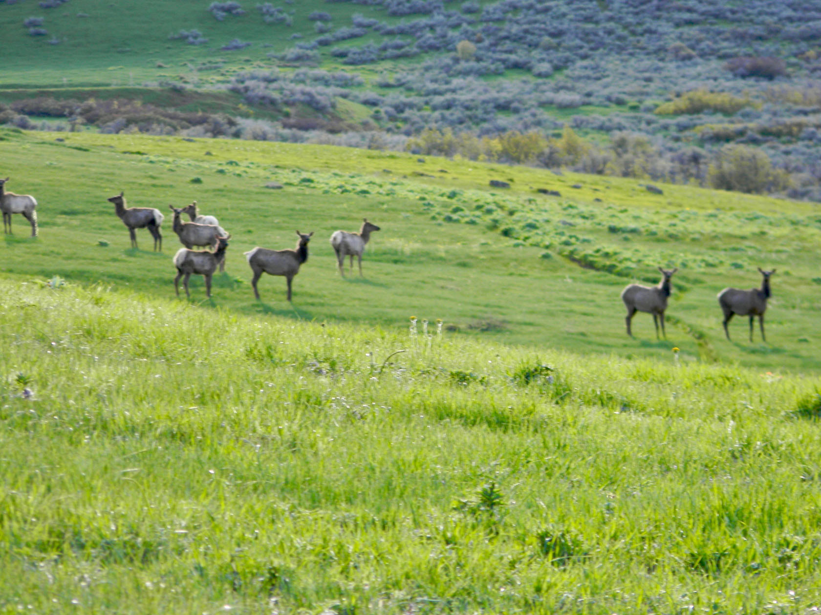 Elk Herd Idaho Grizzly Creek Ranch
