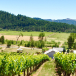 oregon vineyard for sale deer creek vineyard