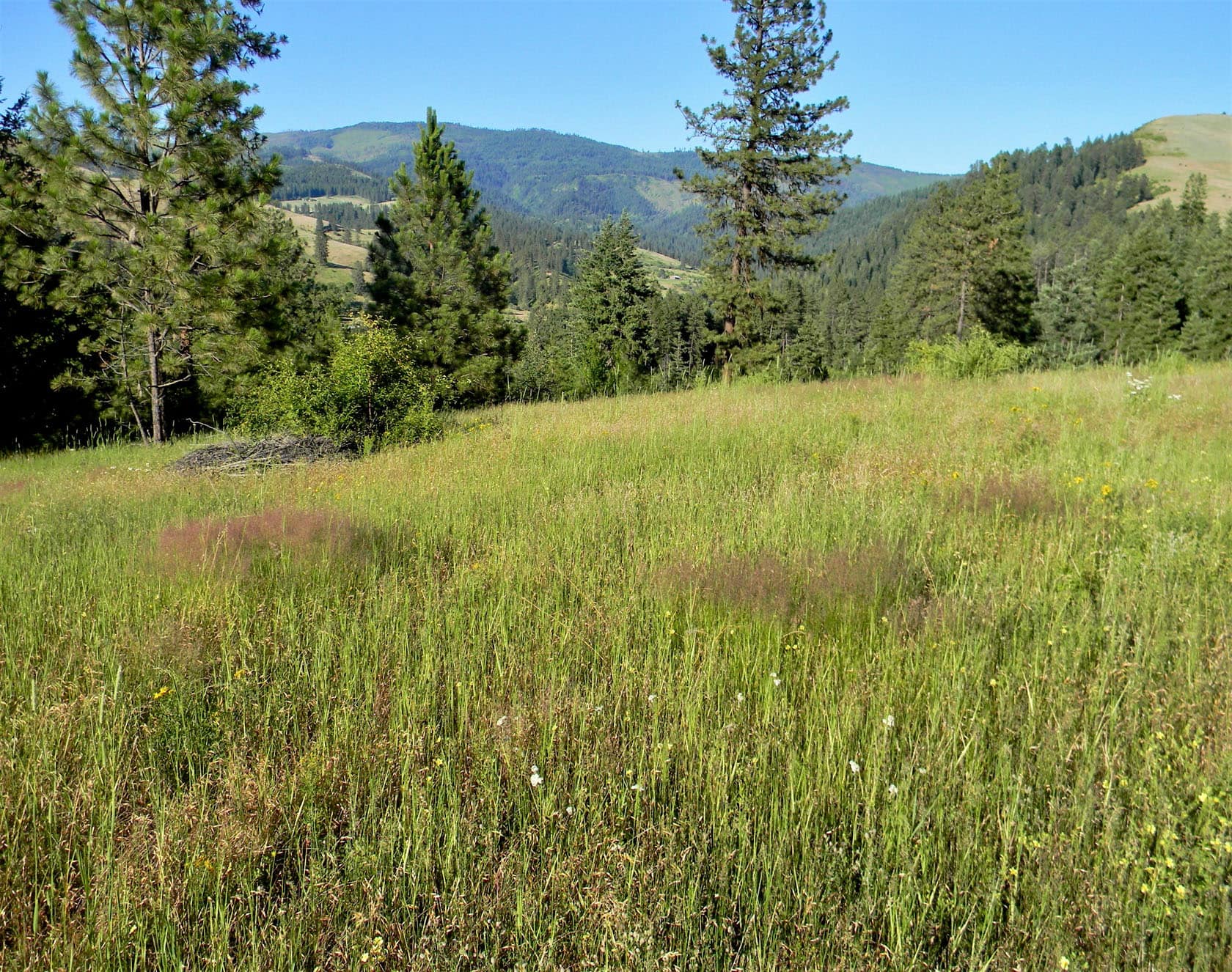 Clearwater River Place Idaho Meadow