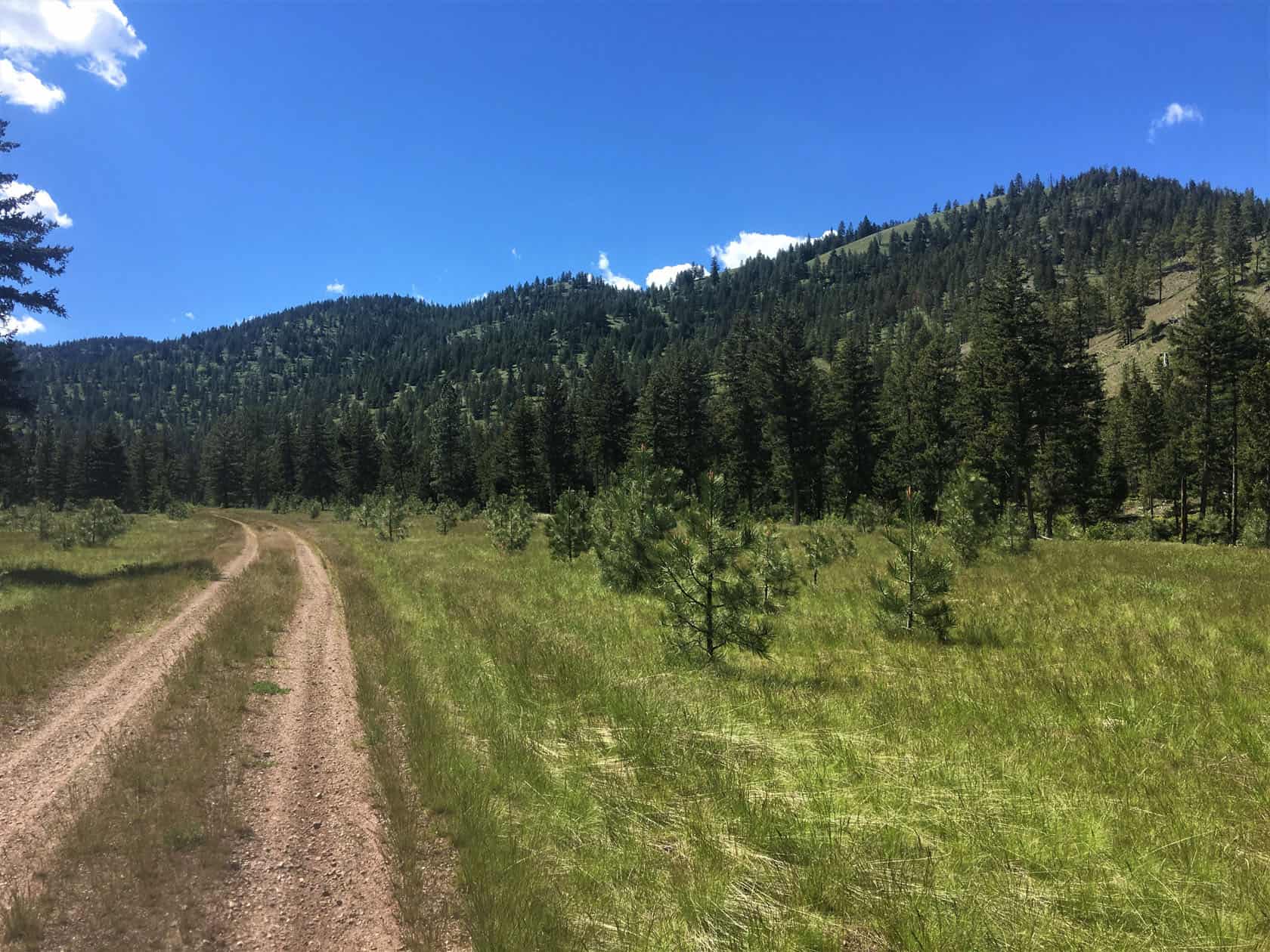 Road Through Timber Montana Wild Horse Mountain Ranch