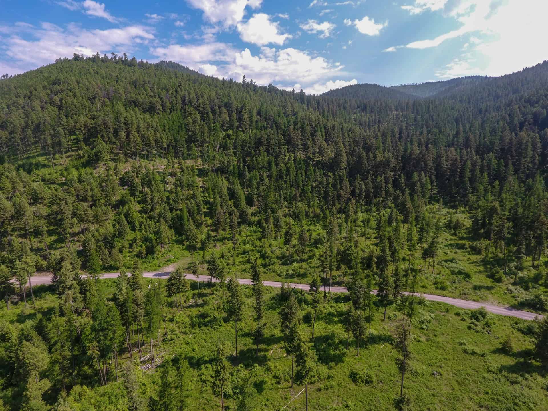 Roads through Timber Montana Wild Horse Mountain Ranch