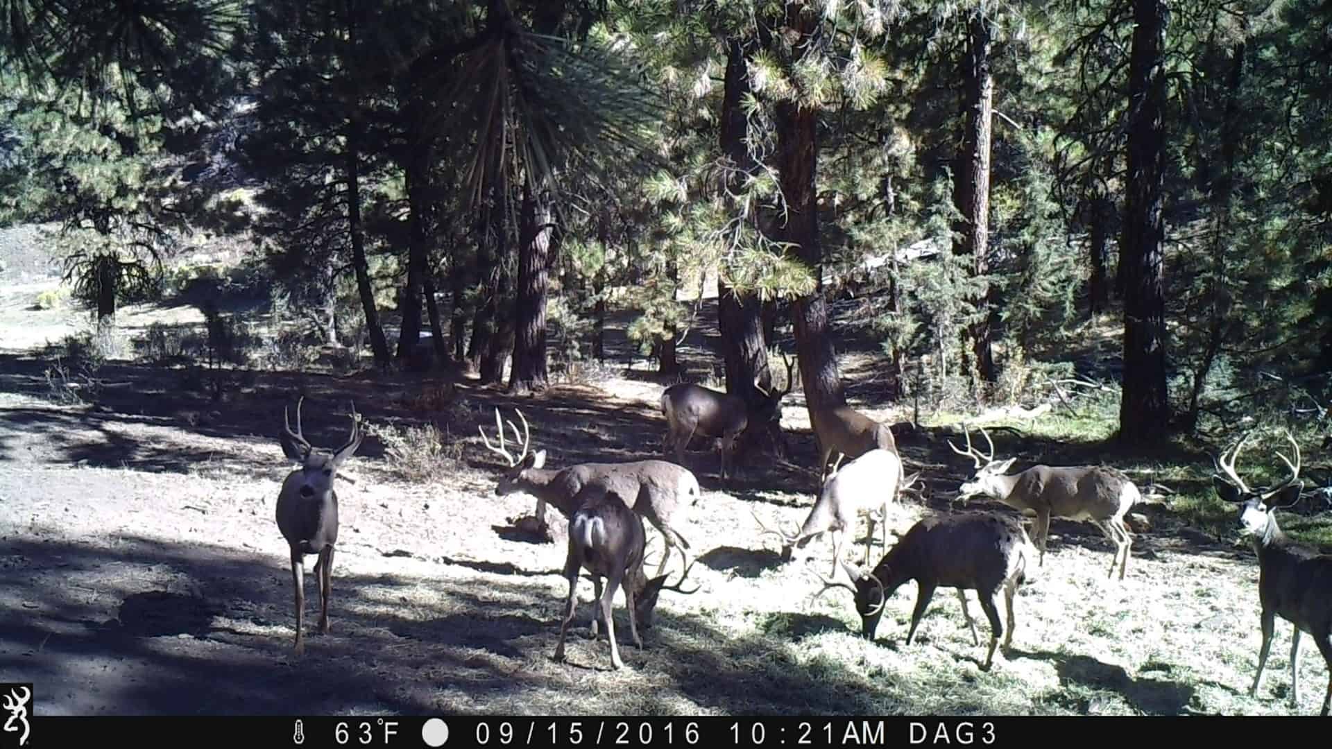 deer herd oregon flying s ranch
