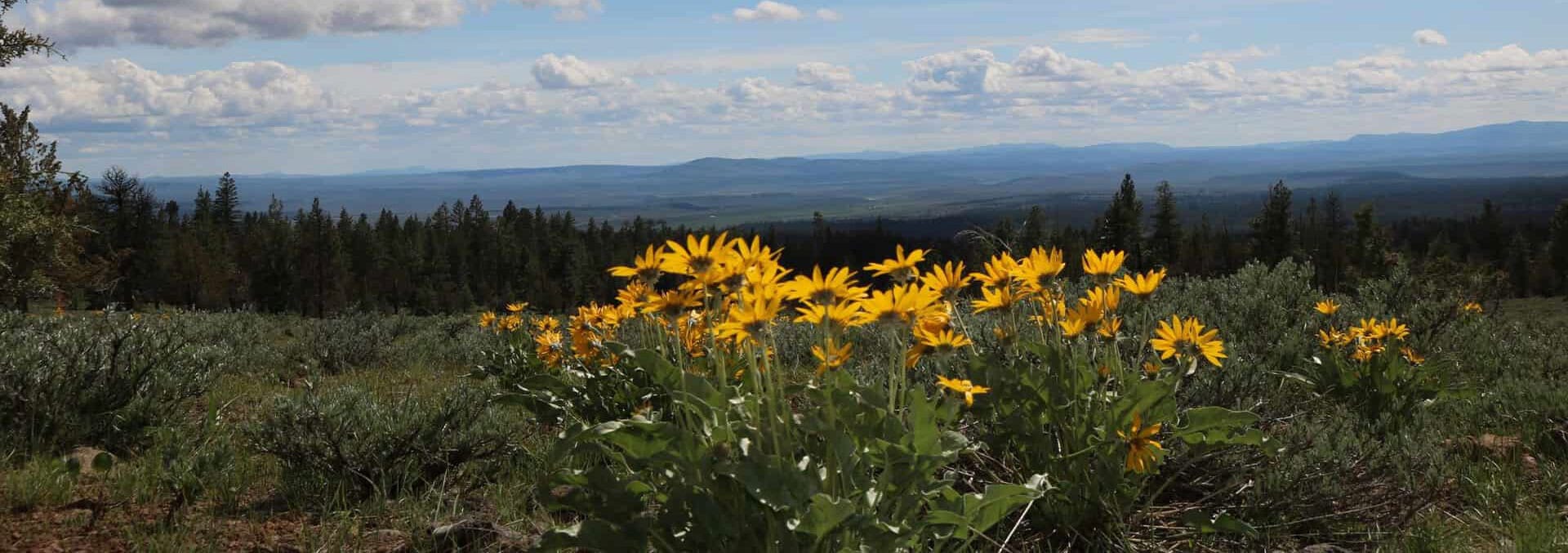 oregon land for sale flying s ranch