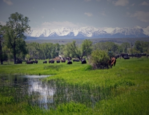 cattle horses montana engwis ranch