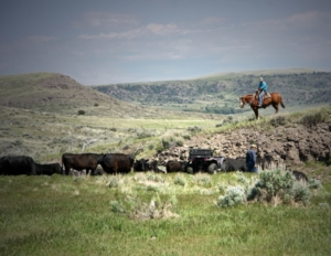 cowboy cows engwis ranch