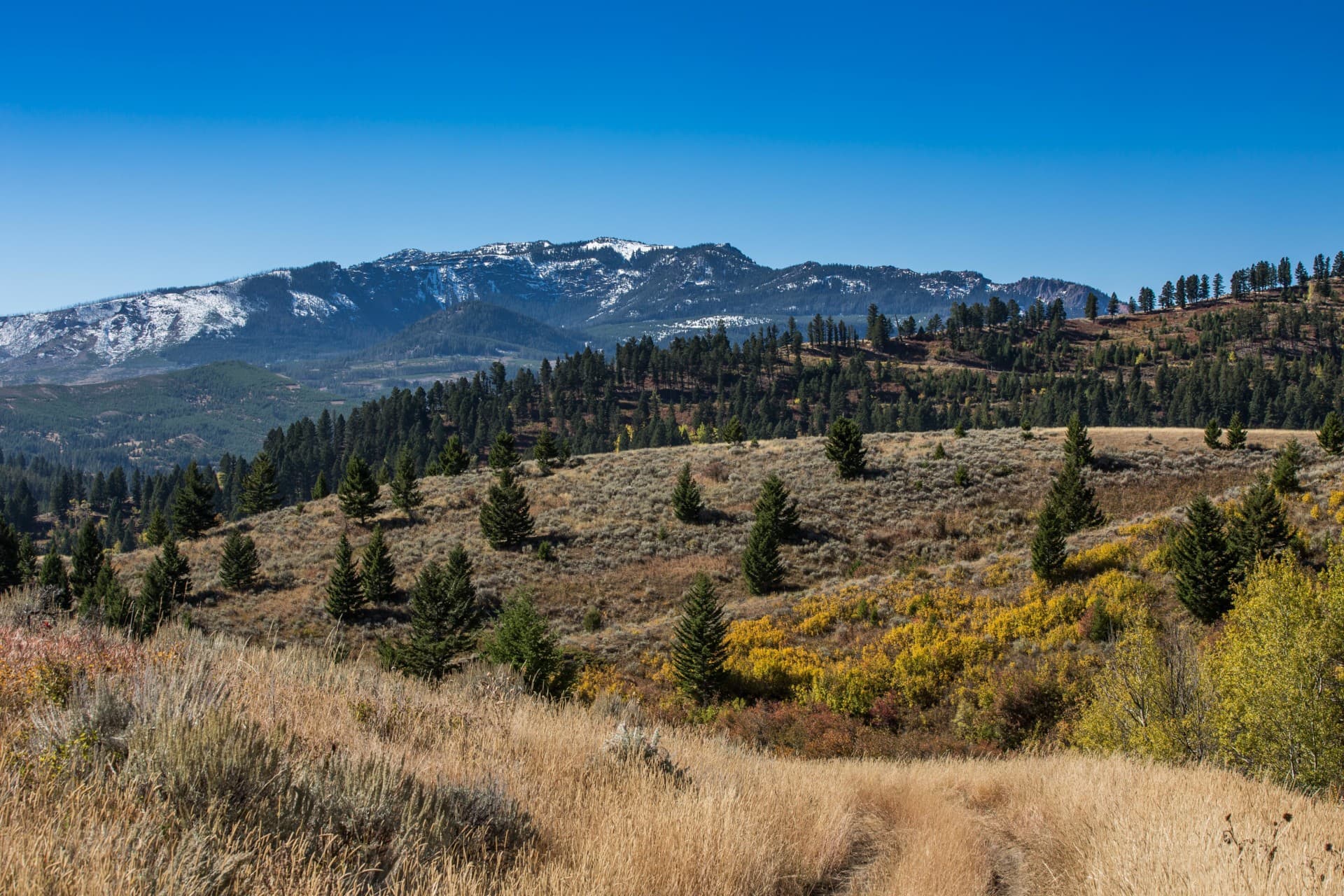 meadows forage montana asoen canyon ranch
