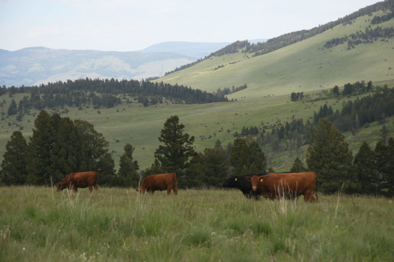 Gird Creek Retreat Montana | Fay Ranches