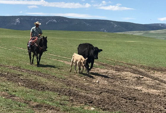 rj patterson montana broker buffalo