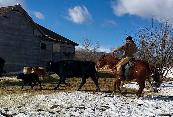 rj patterson ranch broker montana roping
