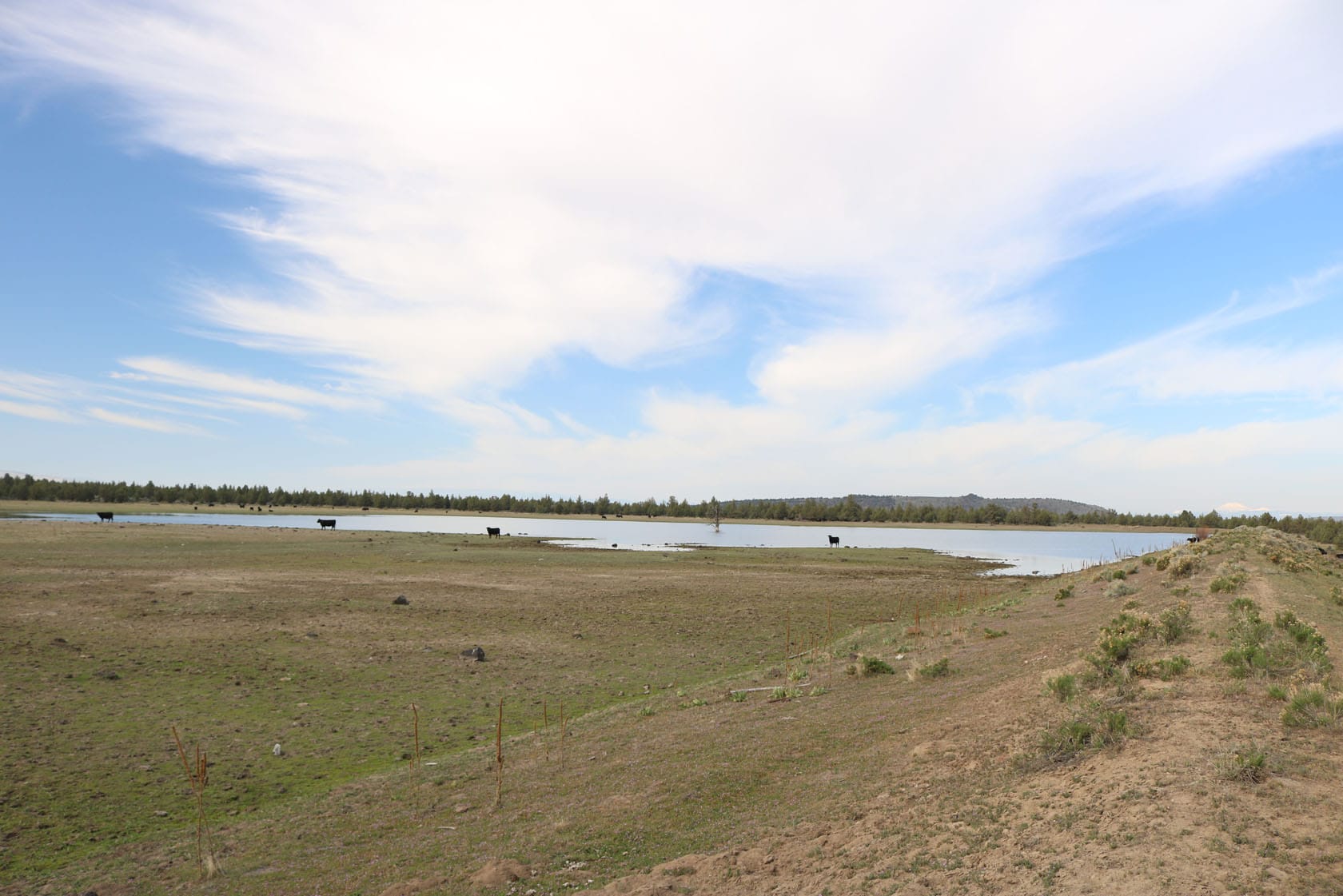 grazing cattle near water stearns land company