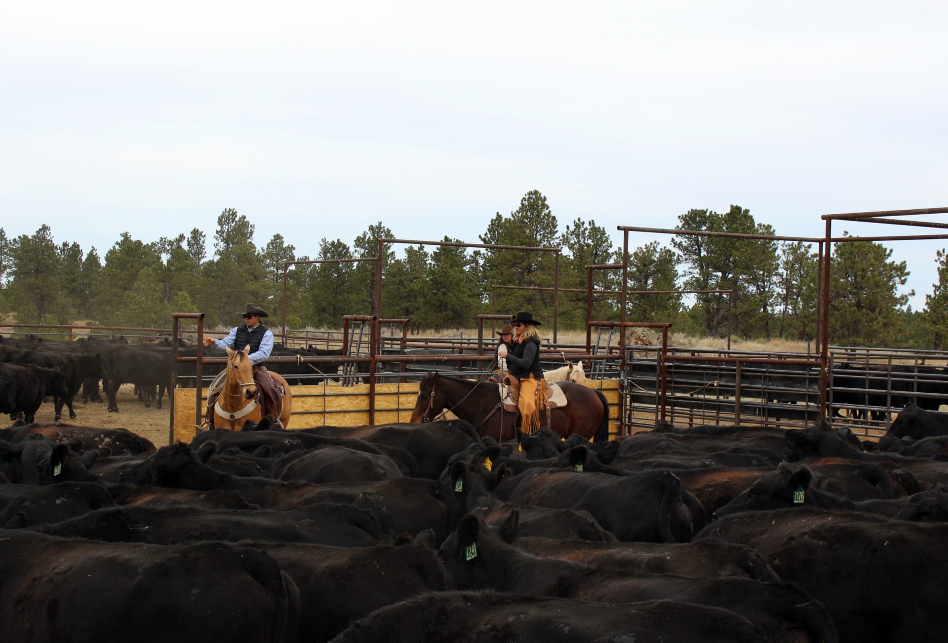 kebi smith montana wyoming rea -estate agent cattle