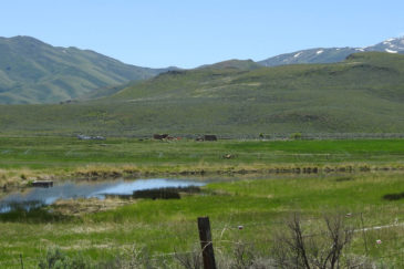 Fenced Grazing Idaho Champagne Creek Ranch