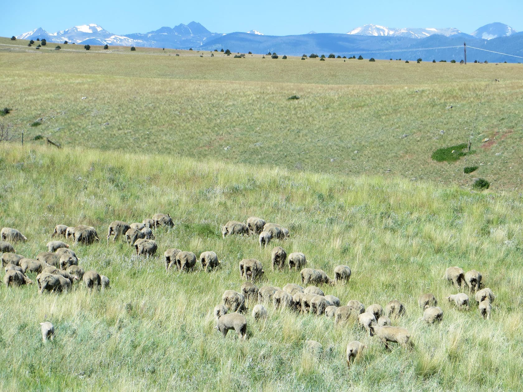 sheep herd montana bear trap canyon fishing ranch