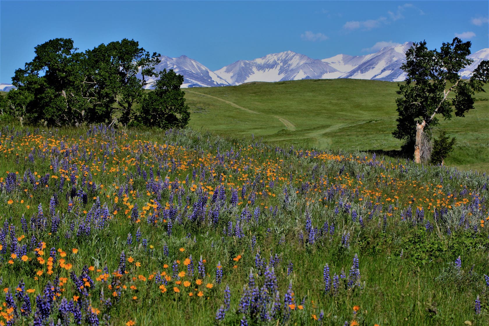 flowers montana high alpine ranch