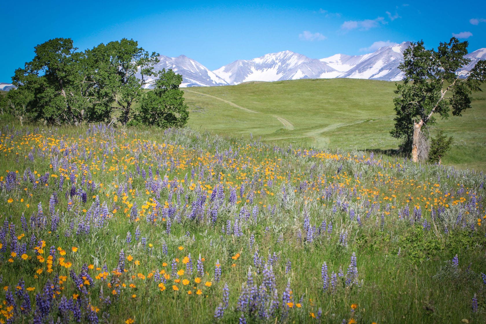 high alpine meadow montana high alpine ranch
